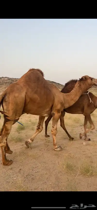 بعير ساحلي (( تم البيع )) 6