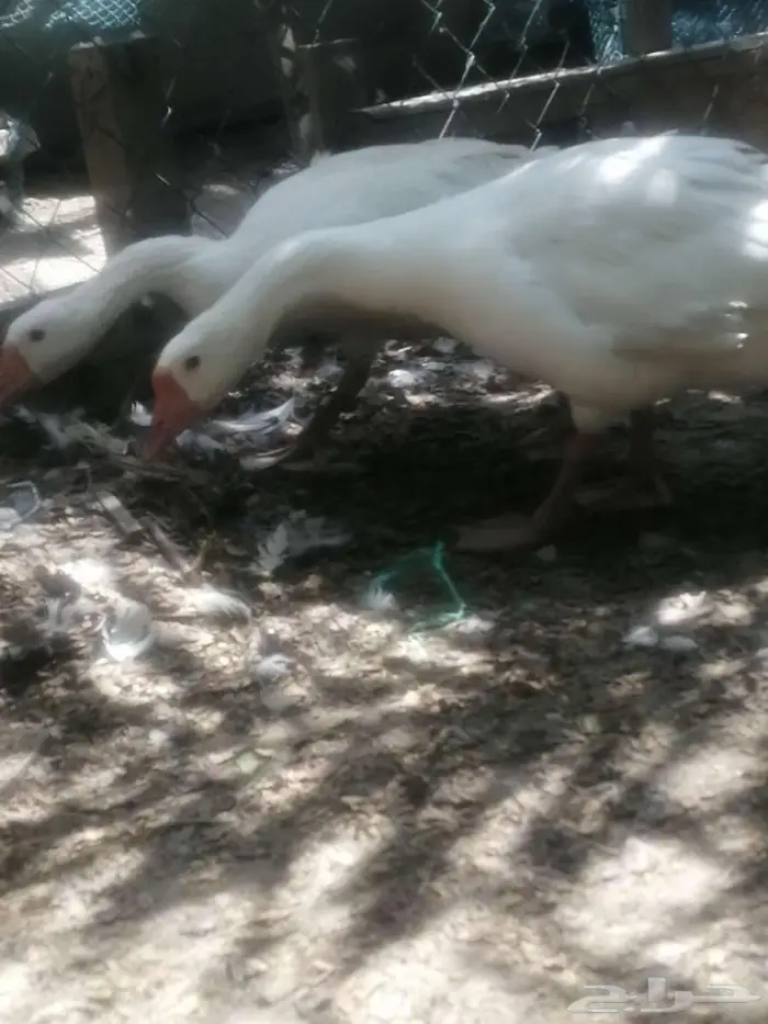 للبيع ذكور وز عراقي ابيض نوادر 1