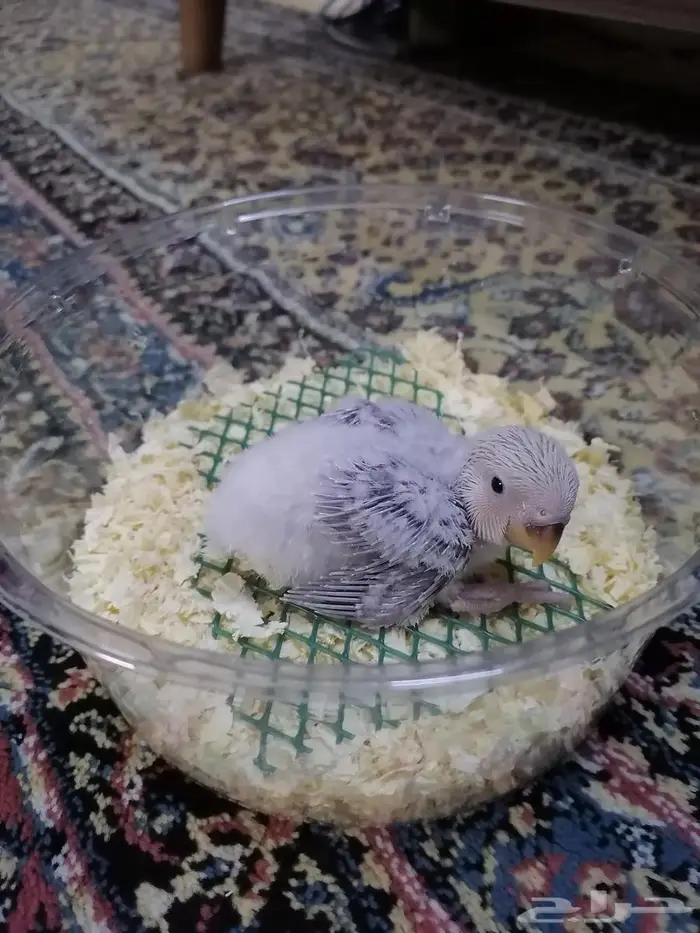 فرخ روز غر ((تم البيع)) 0