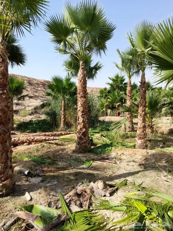 نخل واشنطن زينه للبيع الجميع المحافظات 5