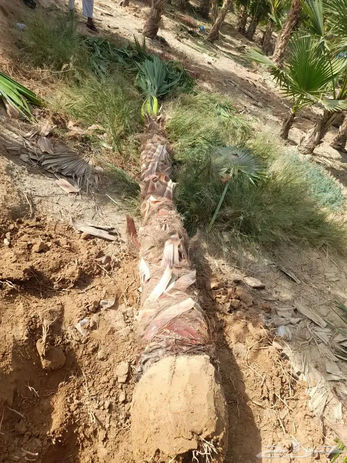 نخل واشنطن زينه للبيع الجميع المحافظات 4