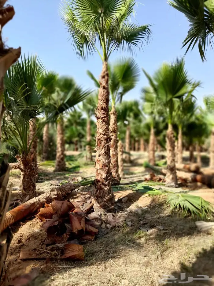 نخل واشنطن زينه للبيع الجميع المحافظات 3