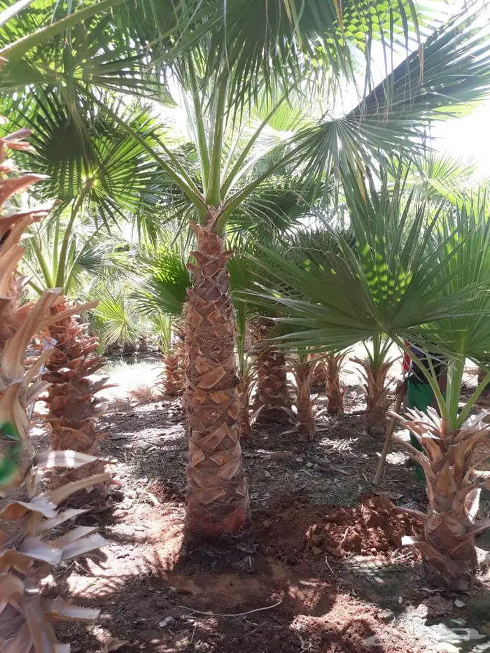 نخل واشنطن زينه للبيع الجميع المحافظات 1