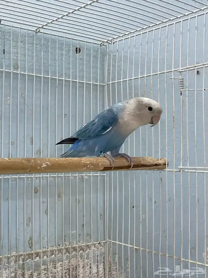 روز 4