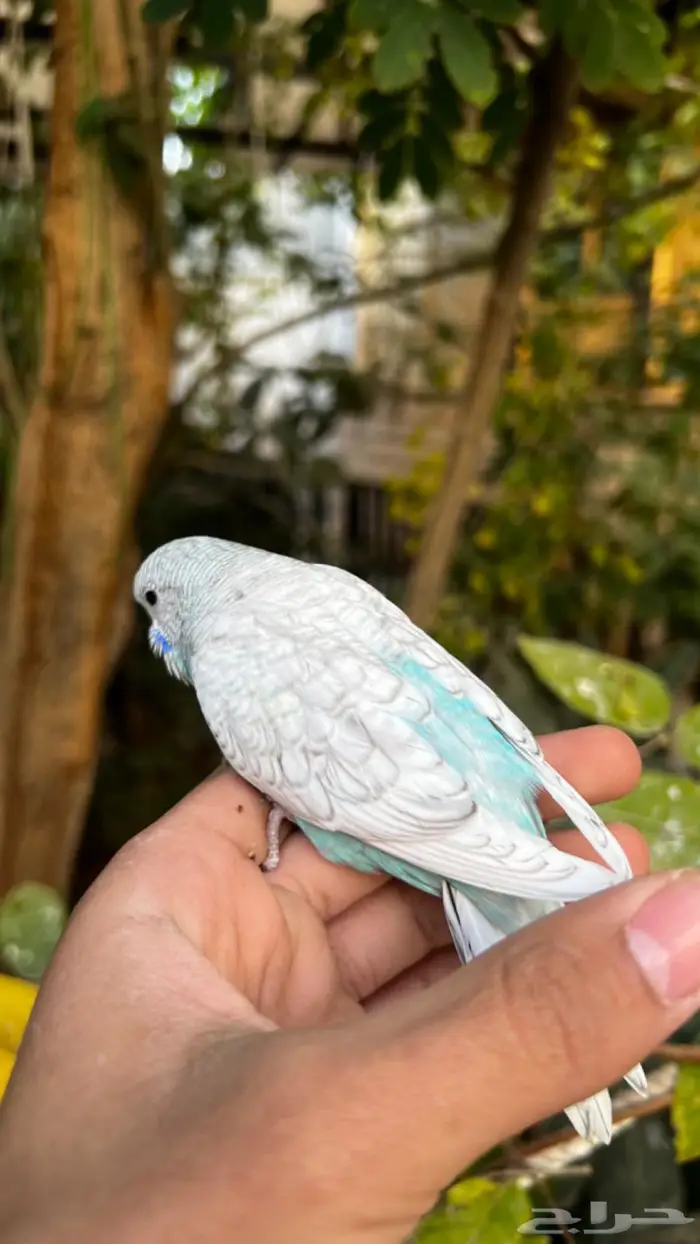 طيور البادجي اليفه الوان مميزة 4