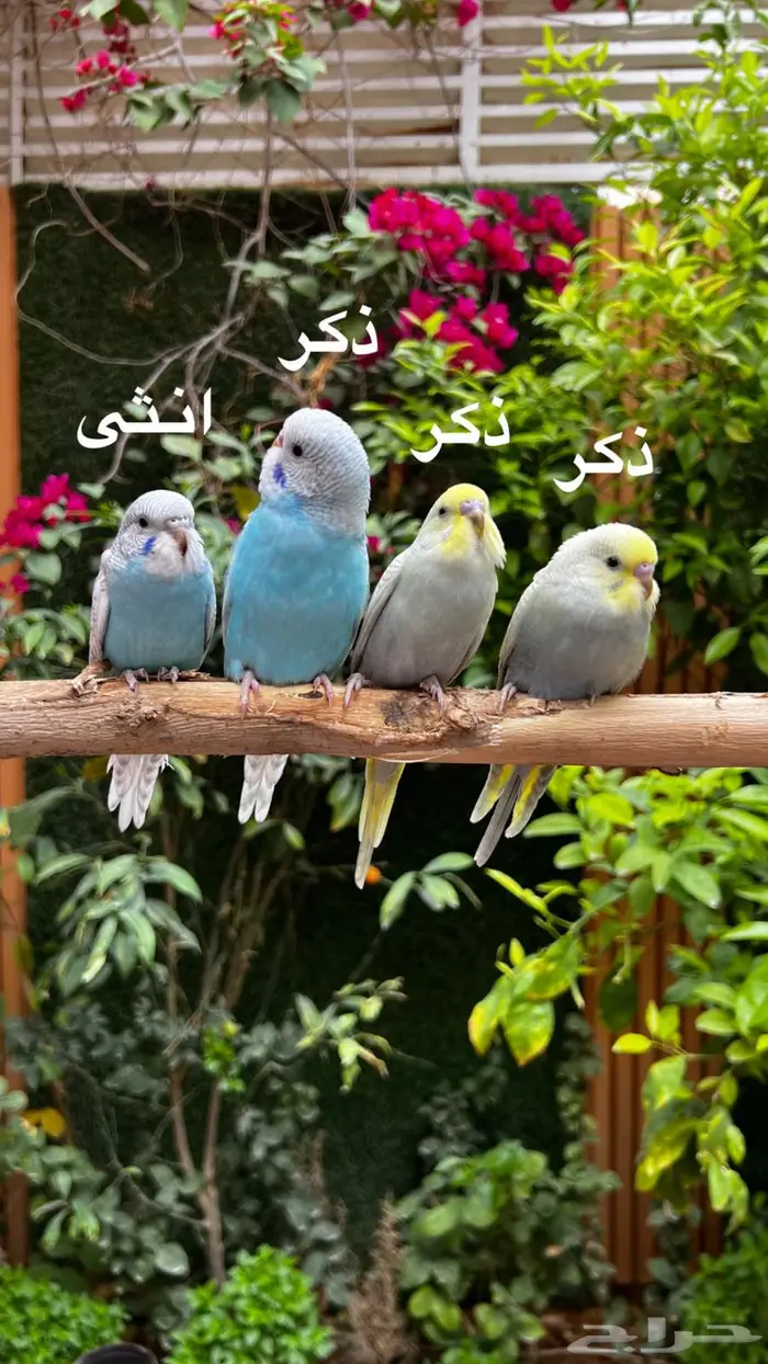 طيور البادجي اليفه الوان مميزة 1