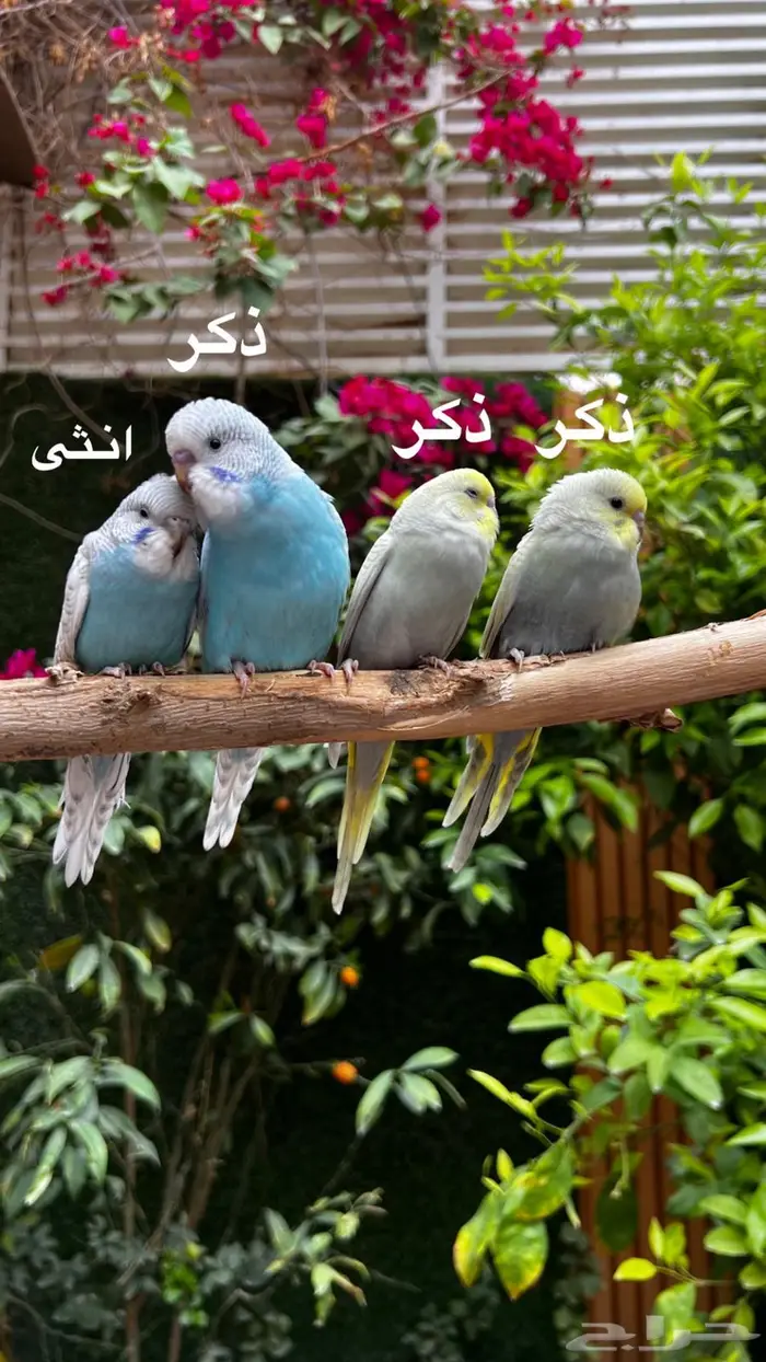 طيور البادجي اليفه الوان مميزة 0