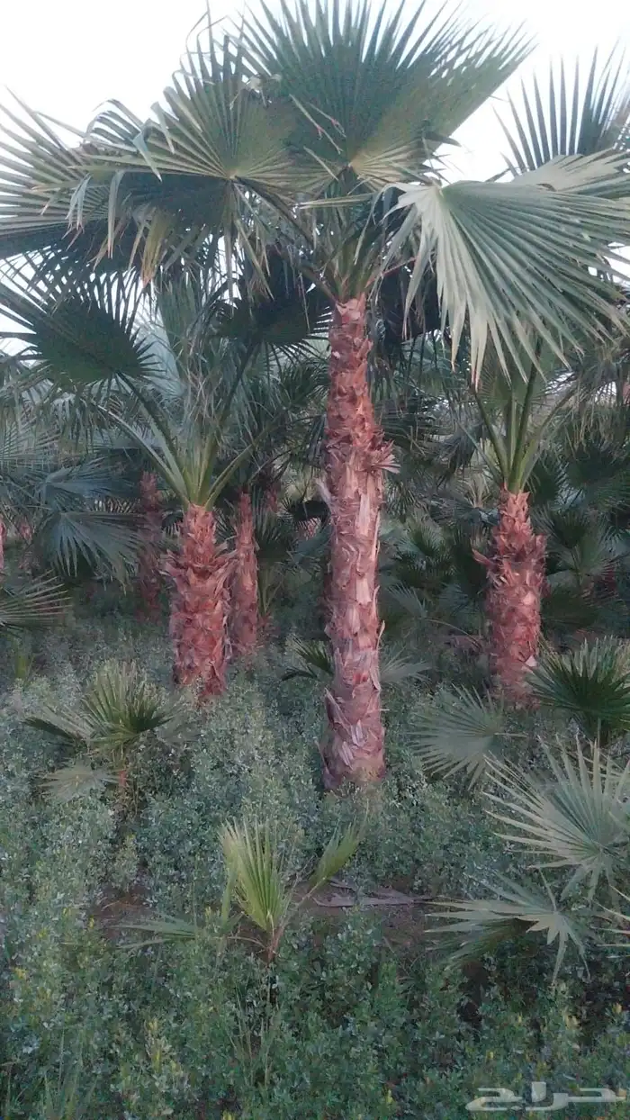 تنسيق حدائق وزراعه 4
