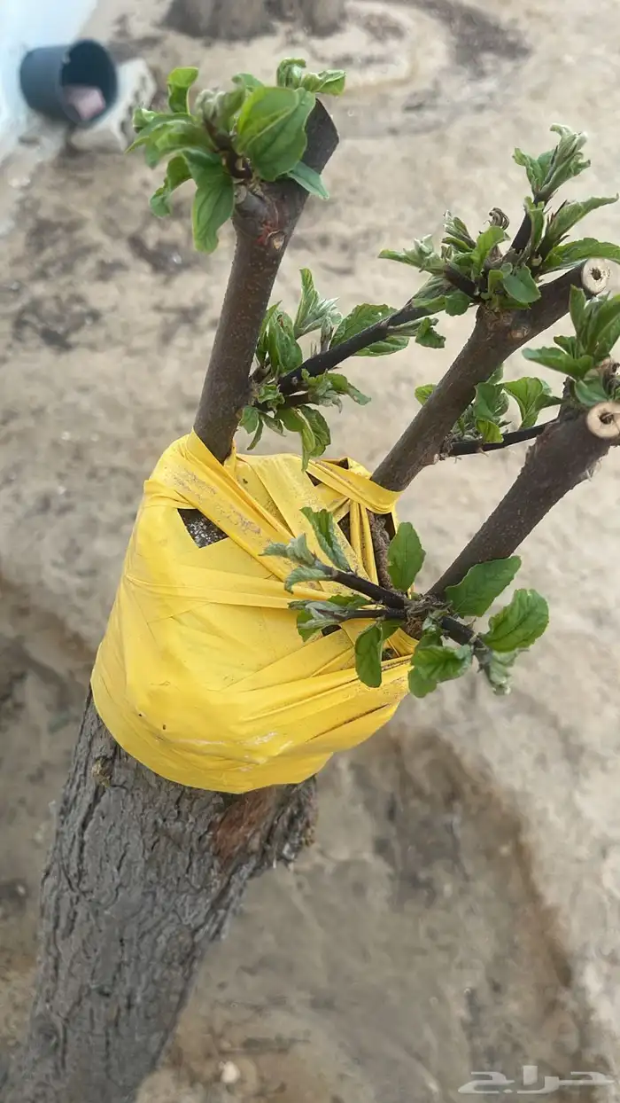 تنسيق حدائق وزراعه 0