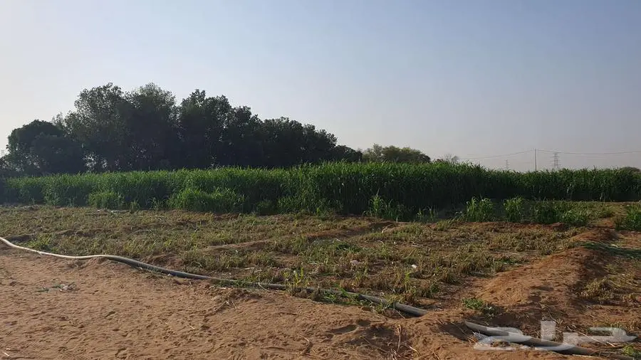 قصب للبيع 1