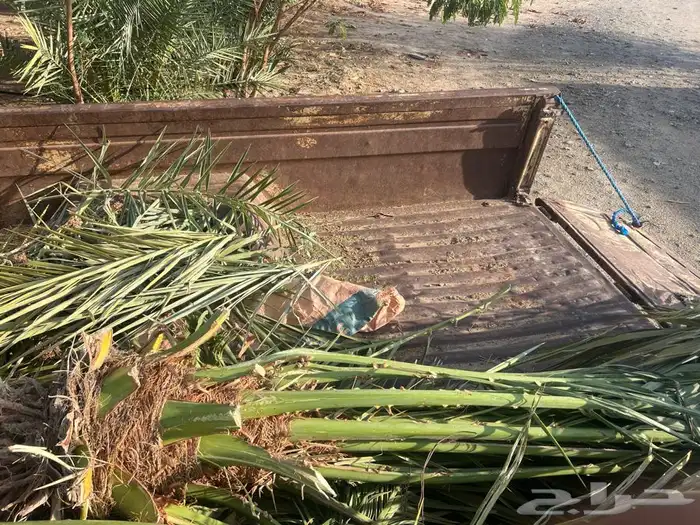 ذكر نخل 0