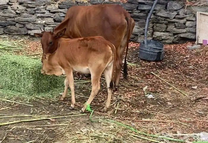 البقر مشروطه من اي شي 4