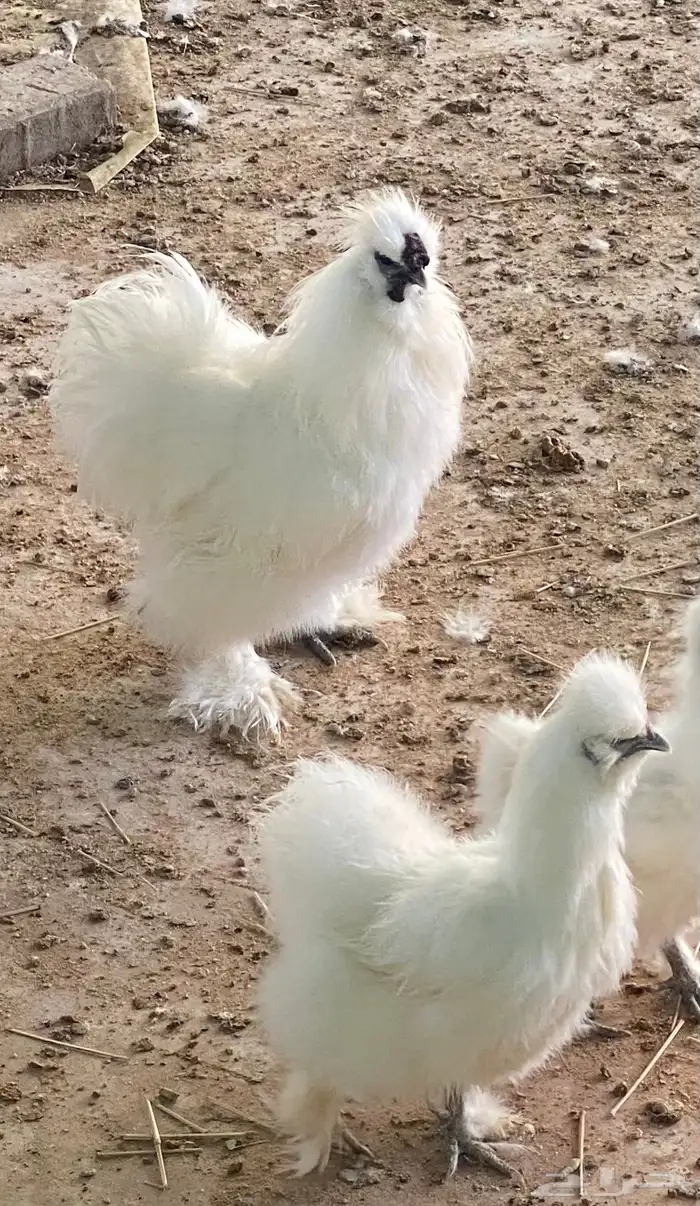 دجاج قطني ( سلكي ) بيور اصلي 1