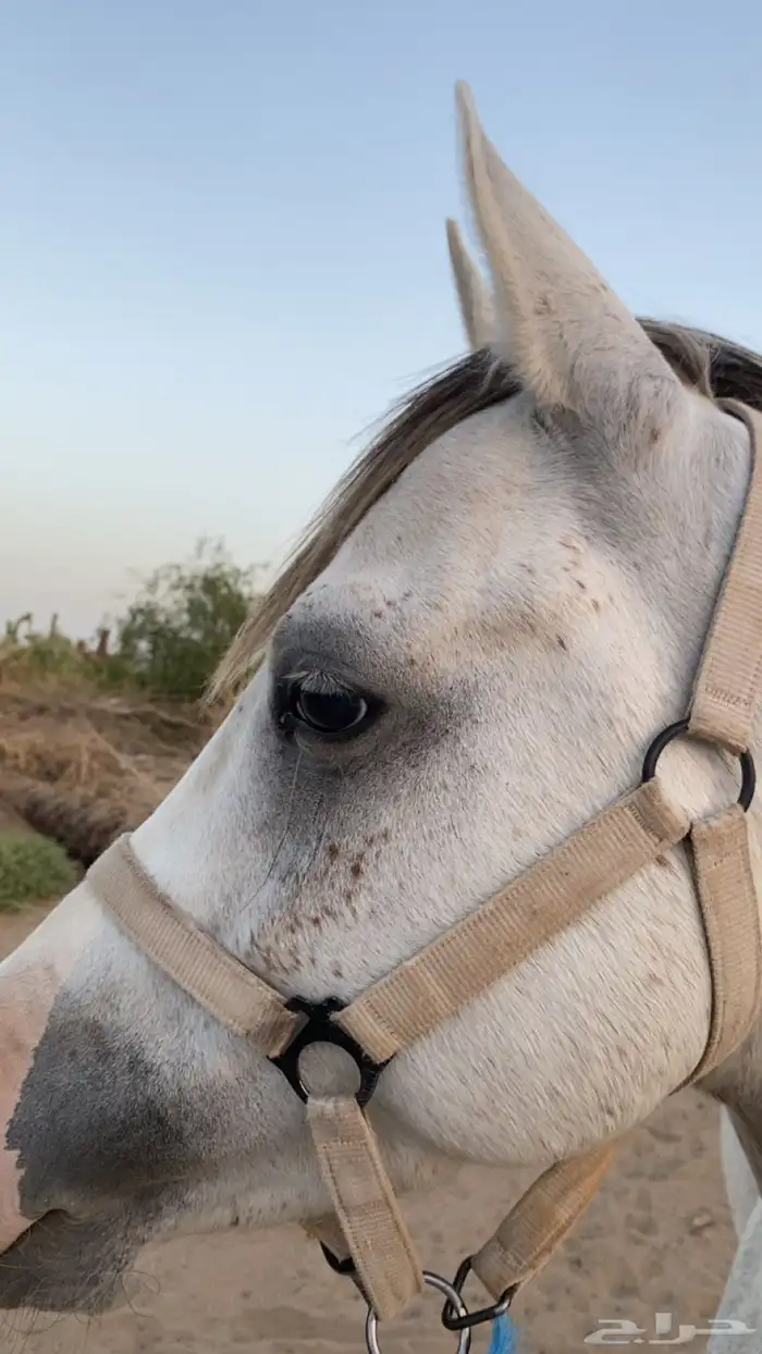 حصان شعبي كفو 0