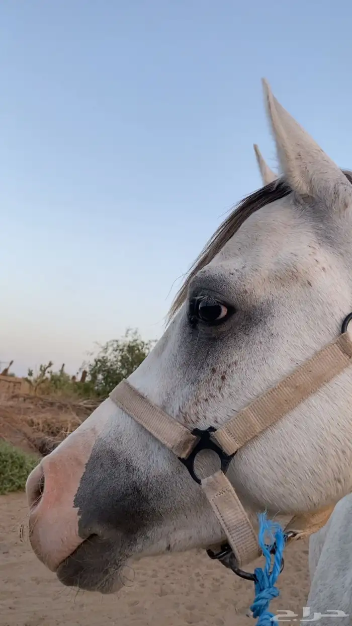 حصان شعبي كفو 1