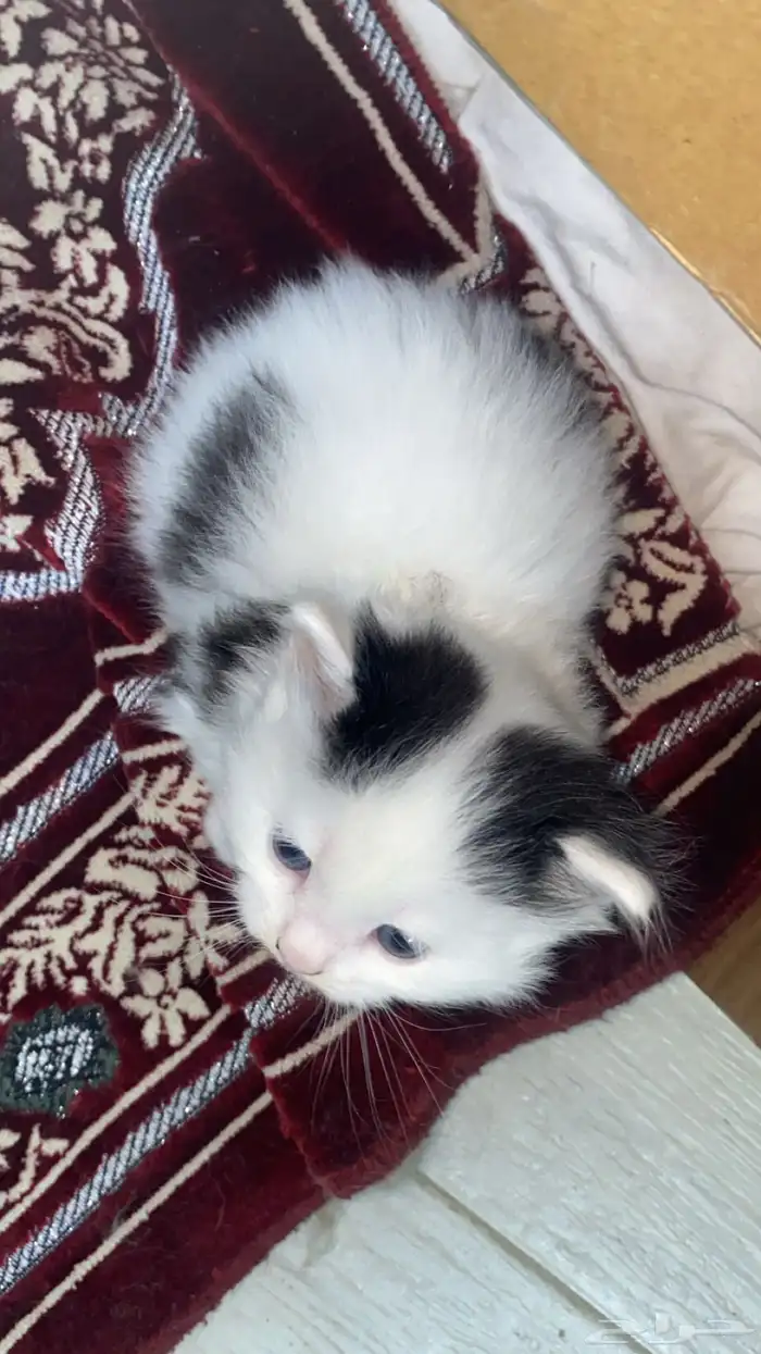 قطه صغيره لطيفه 300 شيرازي 5