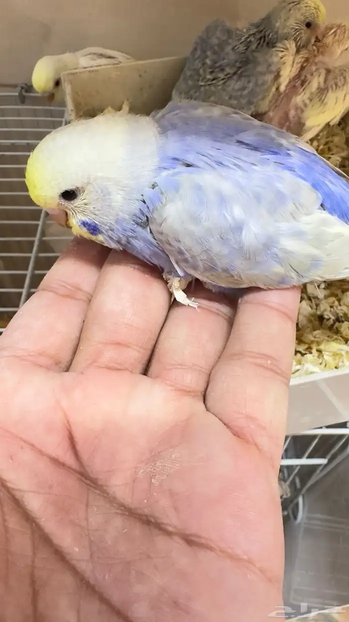 جوز بادجي رينبو هولندي من انتاجي 10