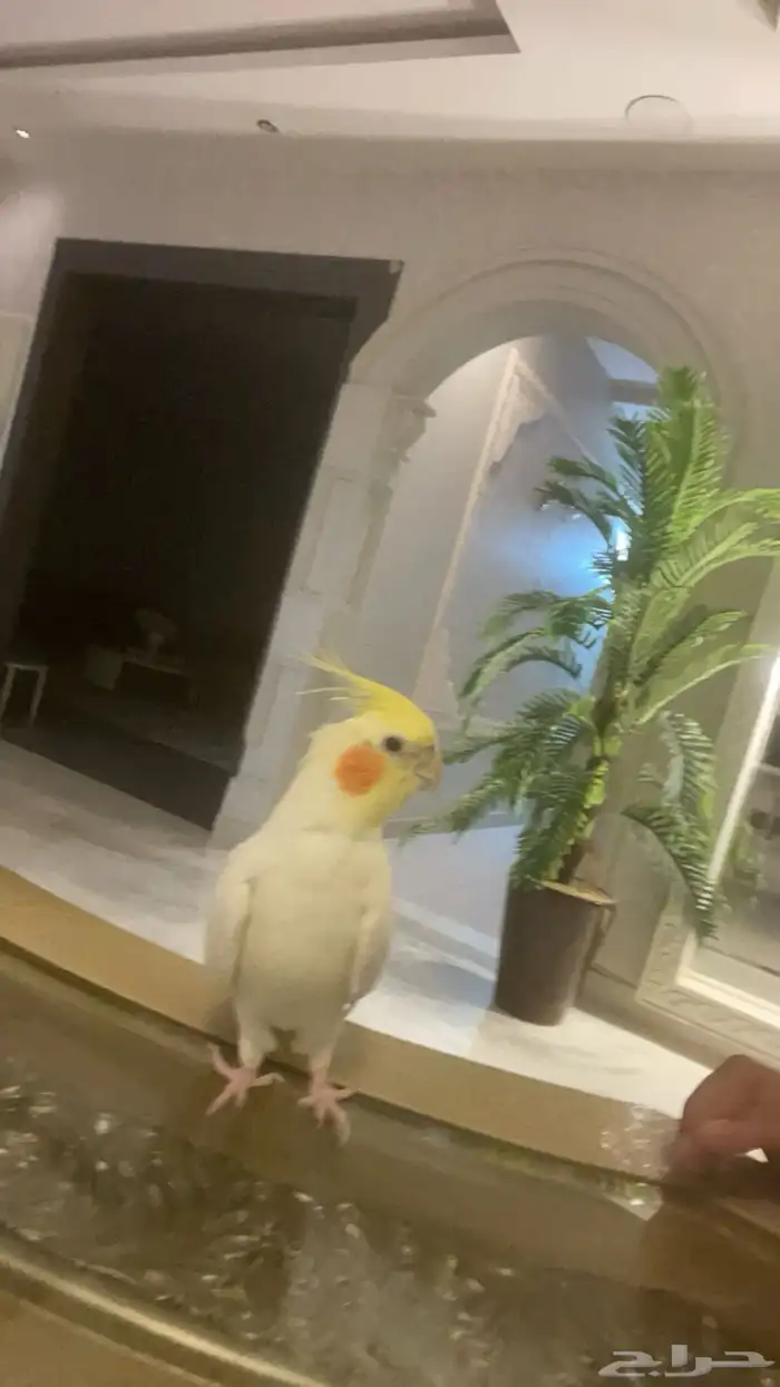 عرض طيور كروان 1