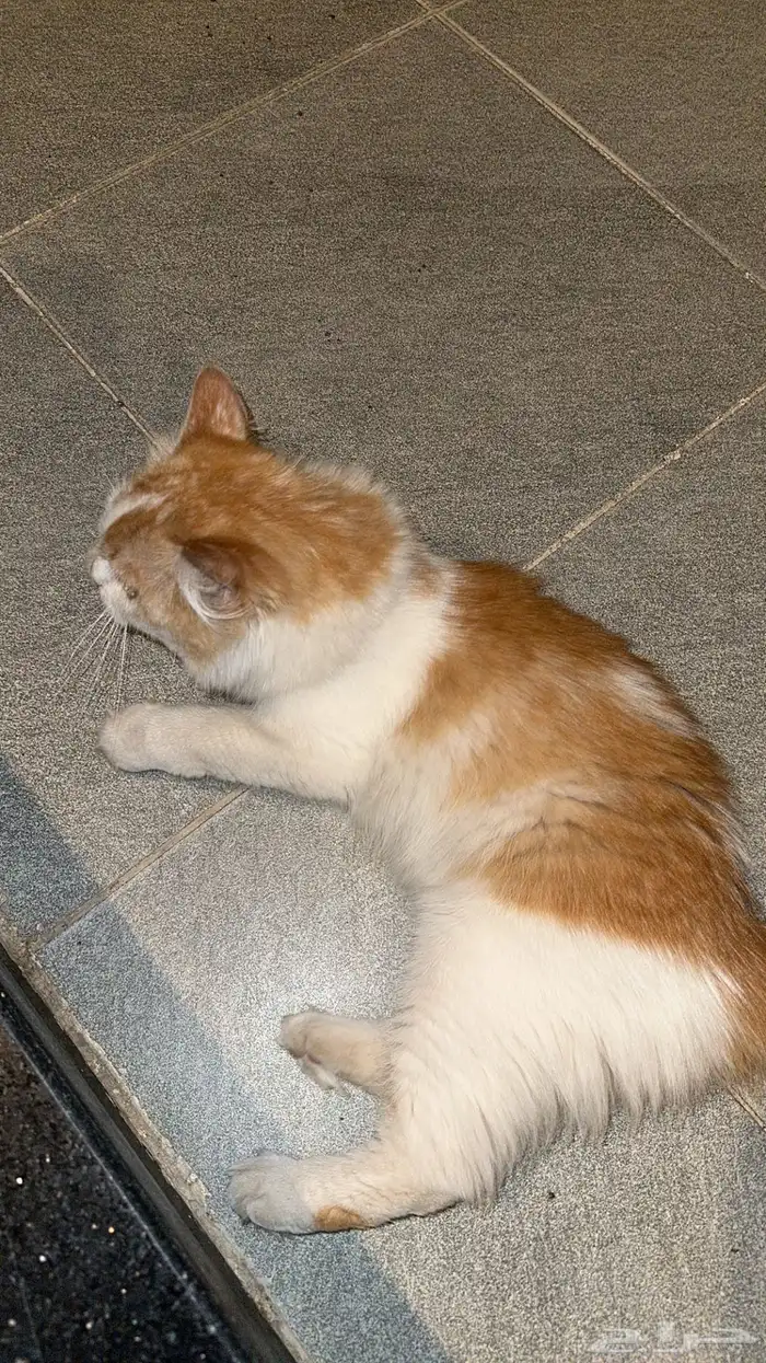 قطط 1