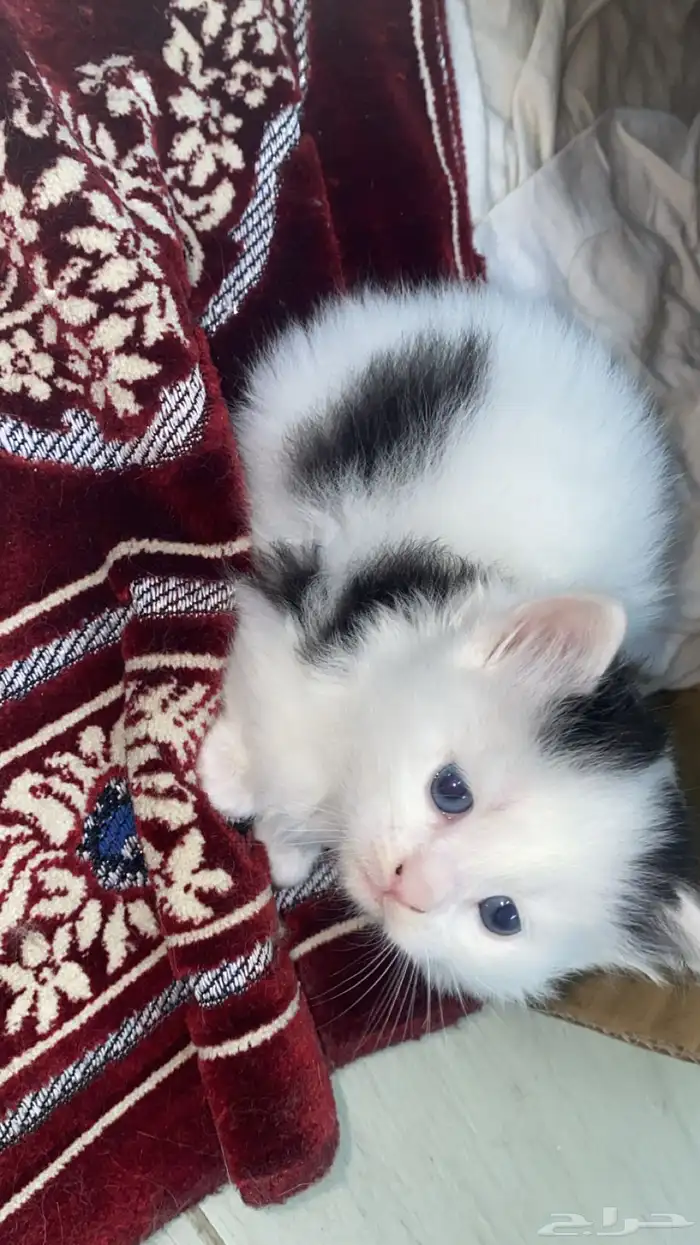 قطط شيرازي صغيره ولطيفه للبيع 200 4