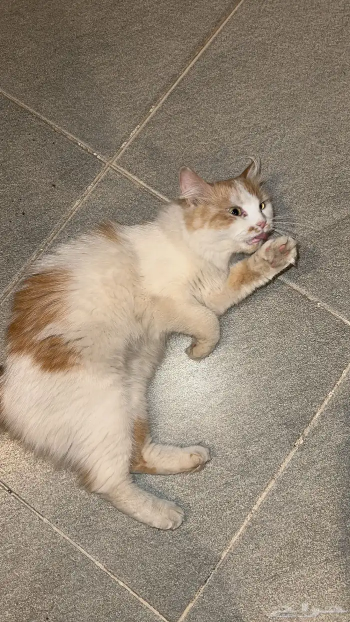 قطط 0
