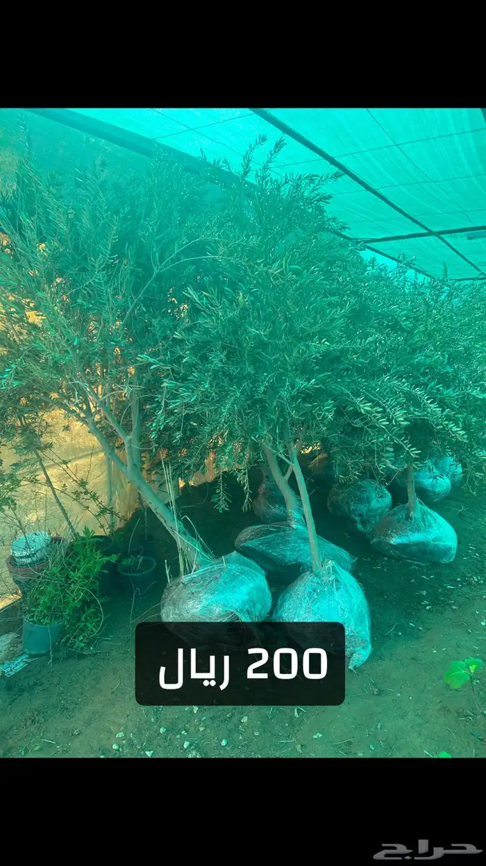 شتلات زيتون 9