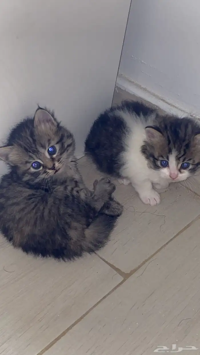 قطه صغيره لطيفه 300 شيرازي 2