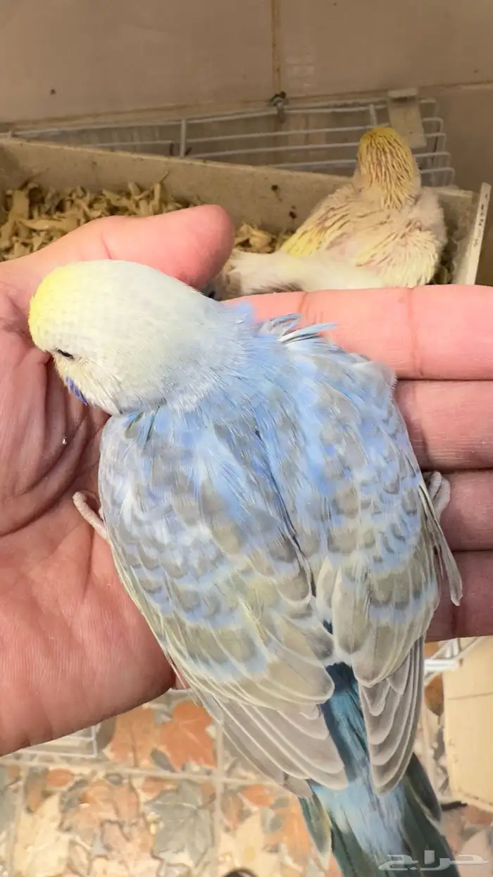 جوز بادجي رينبو هولندي من انتاجي 8