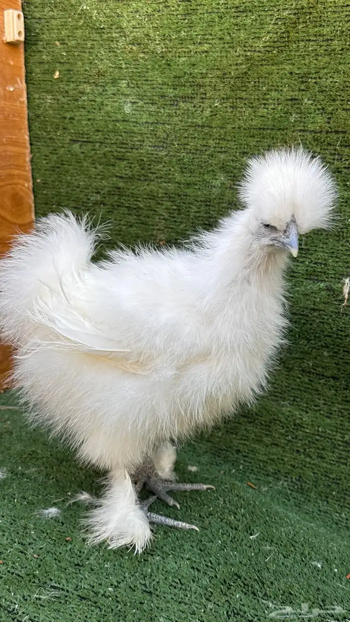 للبيع صوص قطني امريكي 5