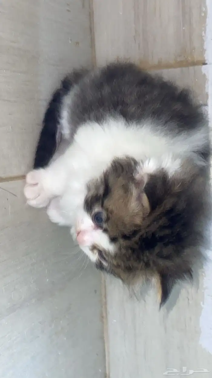 قطط شيرازي صغيره ولطيفه للبيع 200 7