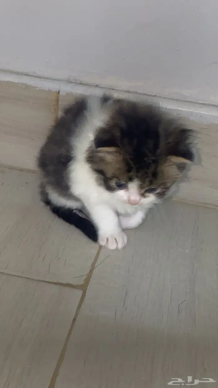 قطه صغيره لطيفه 300 شيرازي 7