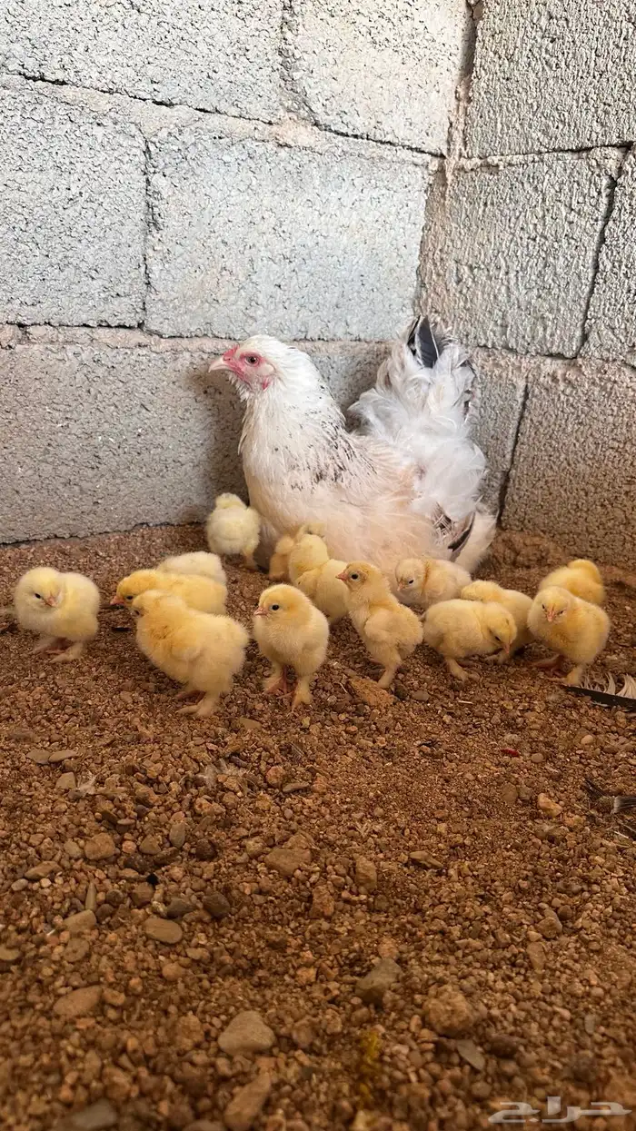 للبيع دجاجتين براهما كولمبي حضان 1
