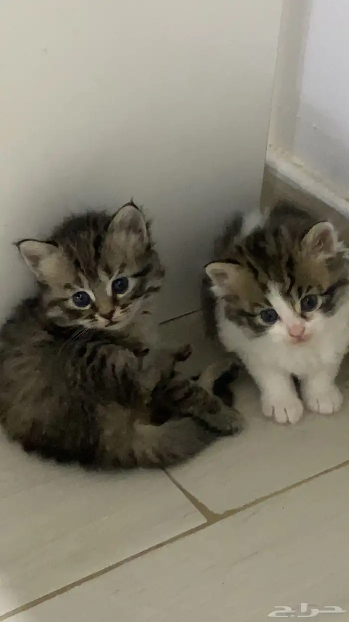قطط شيرازي صغيره ولطيفه للبيع 200 5