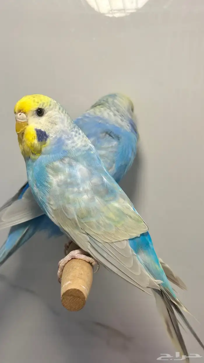 جوز بادجي رينبو هولندي من انتاجي 0