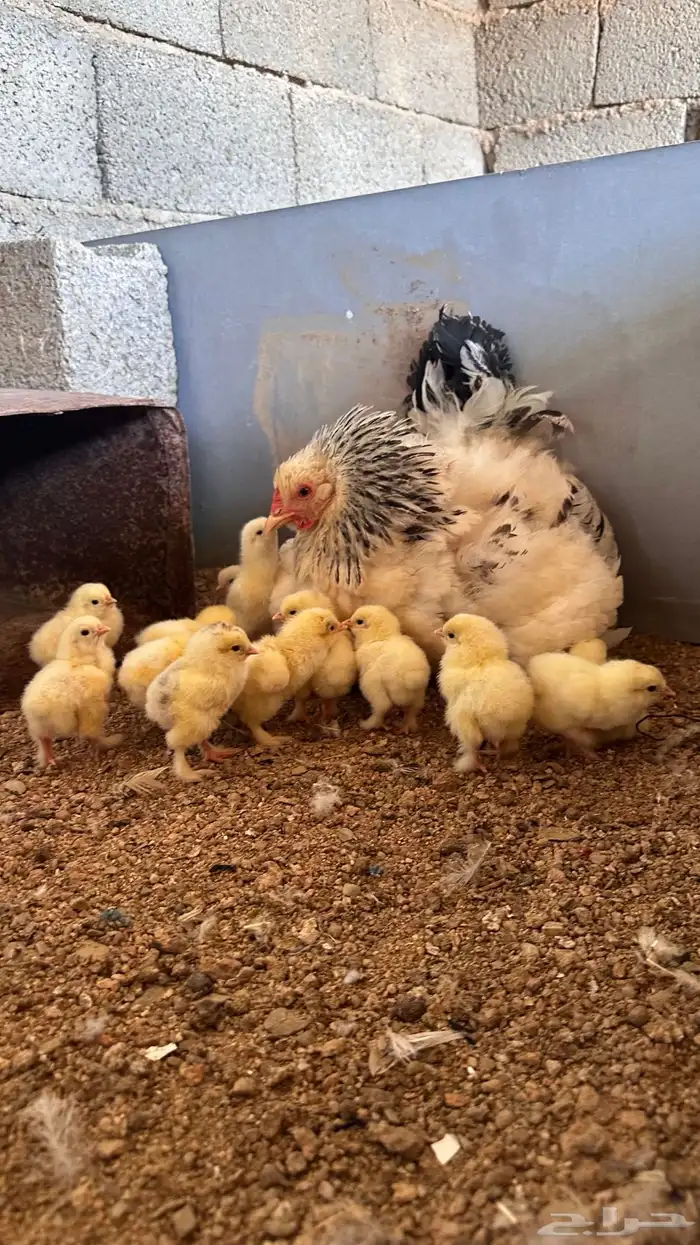 للبيع دجاجتين براهما كولمبي حضان 0