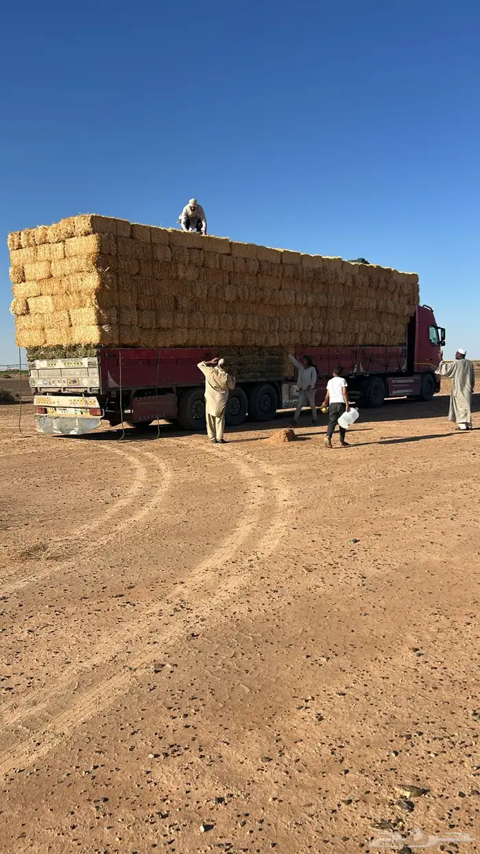 تبن قمح بسيطاء طبرجل 0