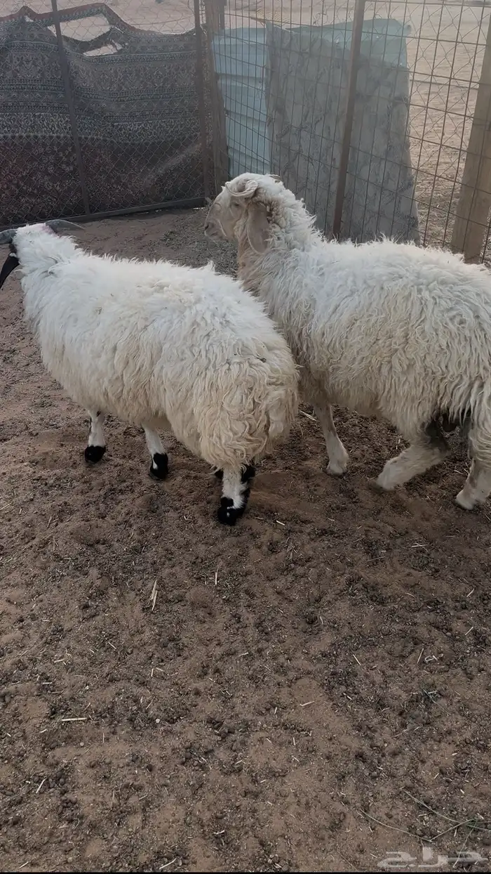 طليان نعيم 1