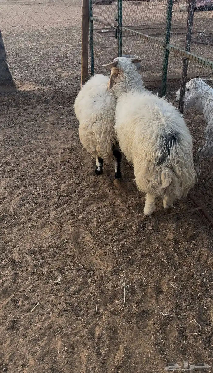 طليان نعيم 2