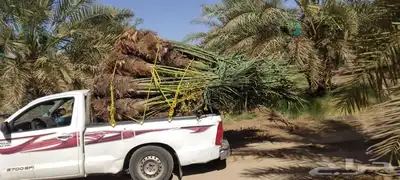 مجدول حوشانة شمشولة شهل شرازيه 0