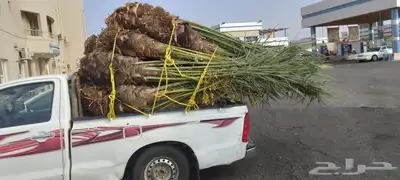 مجدول حوشانة شمشولة شهل شرازيه 2