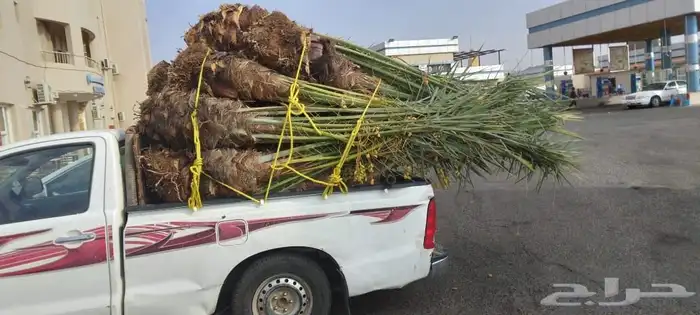 مجدول حوشانة شمشولة شهل شرازيه 2