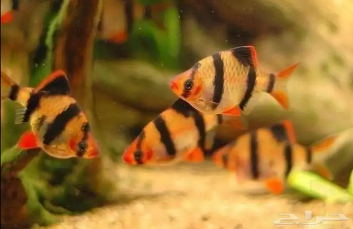 سمكة   Tiger fish 2