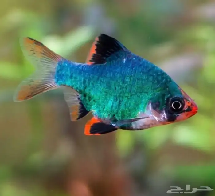 سمكة   Tiger fish 0