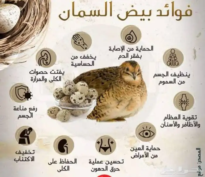 بيض سمان فري مخصب للفقاسات شرط التخصيب 3