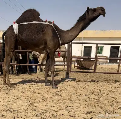 خفوت مجهم حكمانيه كفو 0