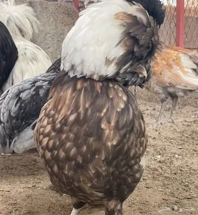 للبيع بيض دجاج بولش بولندي مخصب 8
