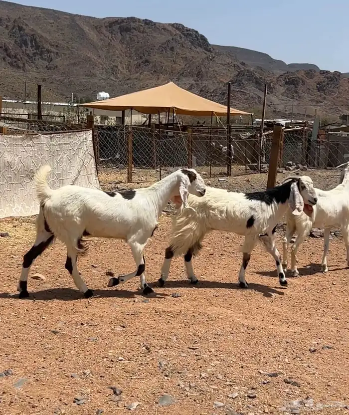 جفار ( تم البيع ) 8