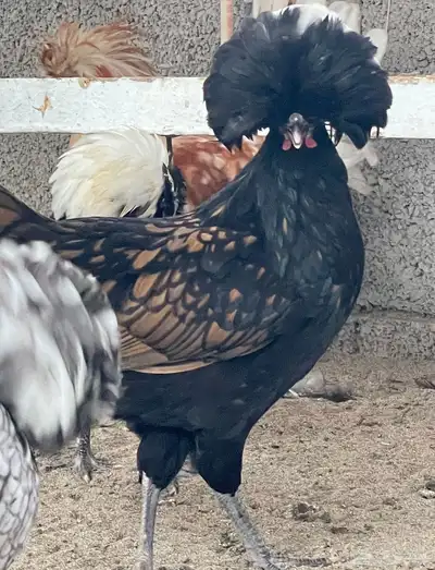 للبيع بيض دجاج بولش بولندي مخصب 10