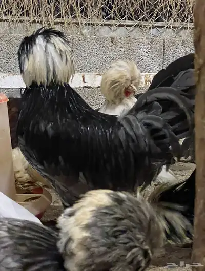للبيع بيض دجاج بولش بولندي مخصب 12
