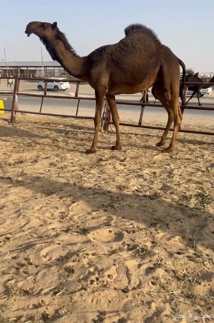 للبيع حقه كفو 0